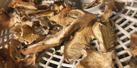 Jak správně sušit houby v elektrické sušičce